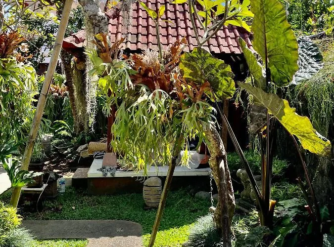 Dimuwa Ubud